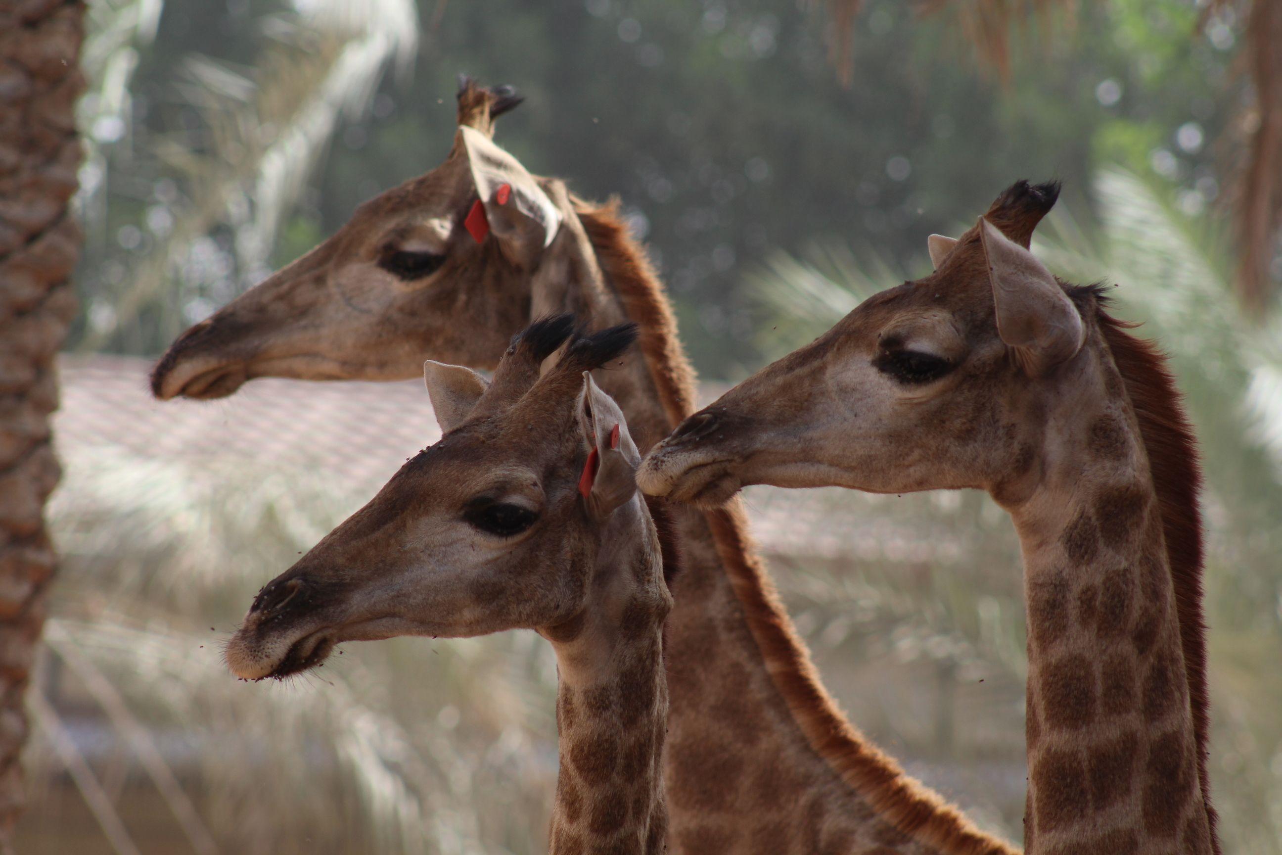 Emirates Park Zoo-28878