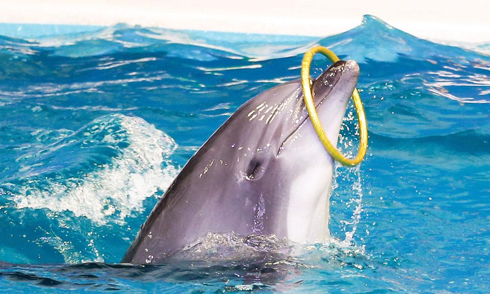 Dolphin & Seal Show-31326