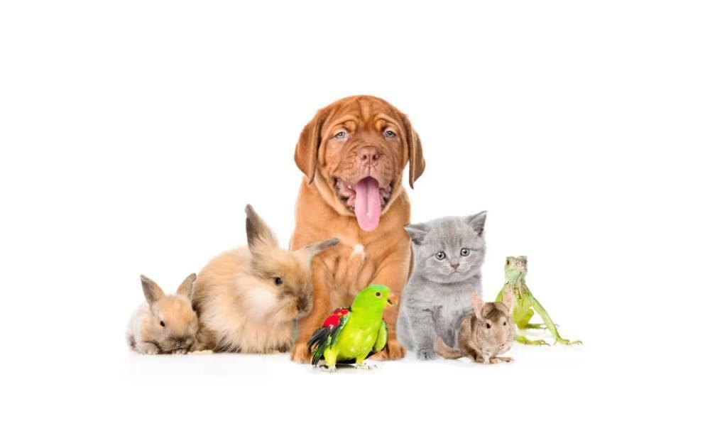 Pet Care, Hotel, Grooming & Adoption 28301