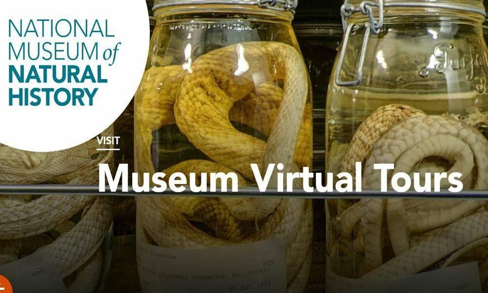 Virtual Tour: Natural History Museum15000