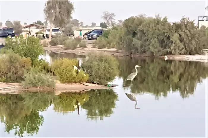 Al Wathba Lake Campsite31542