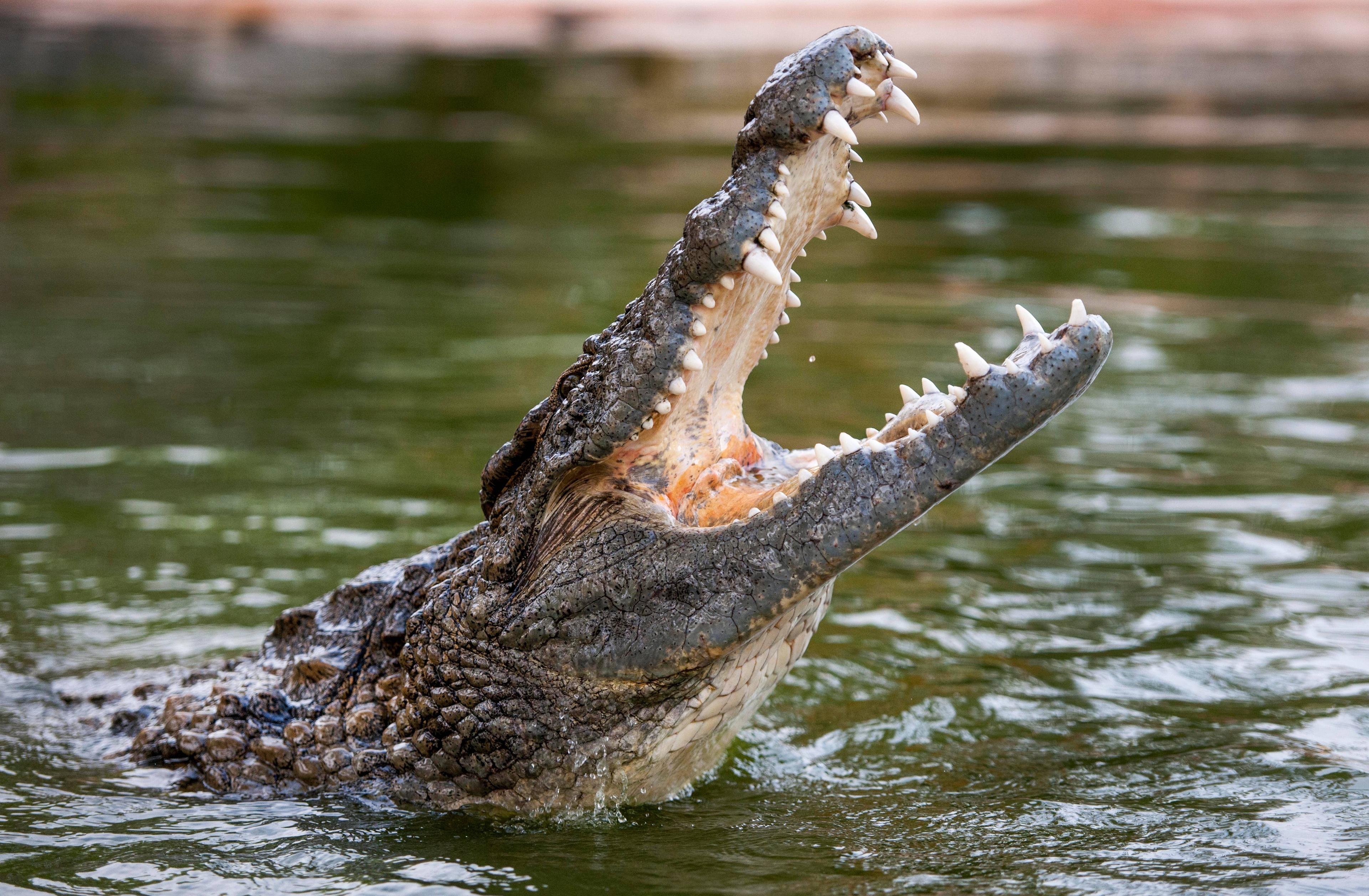 The Dubai Crocodile Park33613