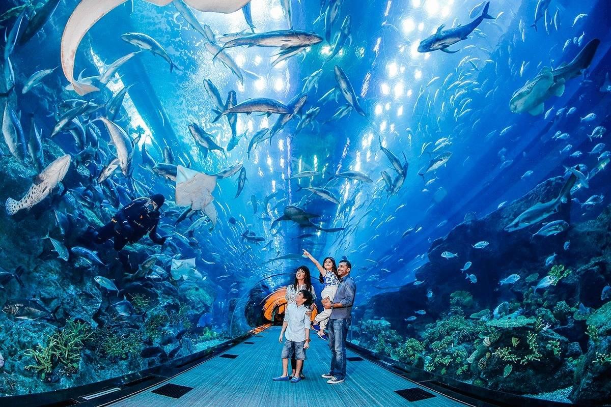 Ultimate Experience at Dubai Aquarium29740