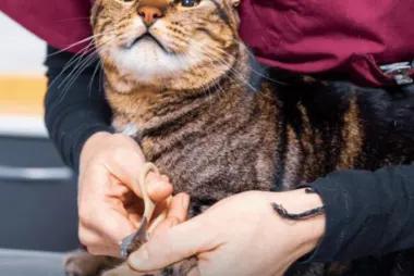 Vetwork Petcare at Home Taif33181