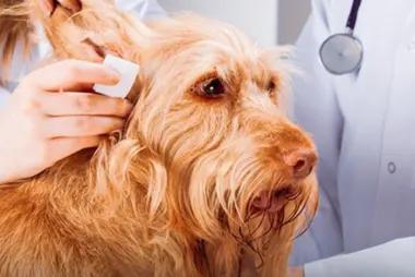 Vetwork Petcare at Home UAE33207
