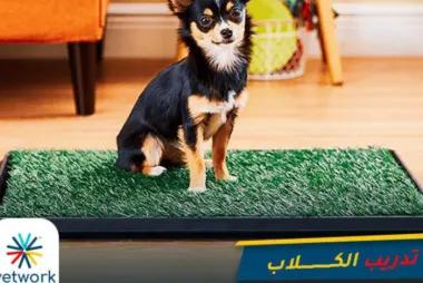 Vetwork Petcare at Home Abha33184