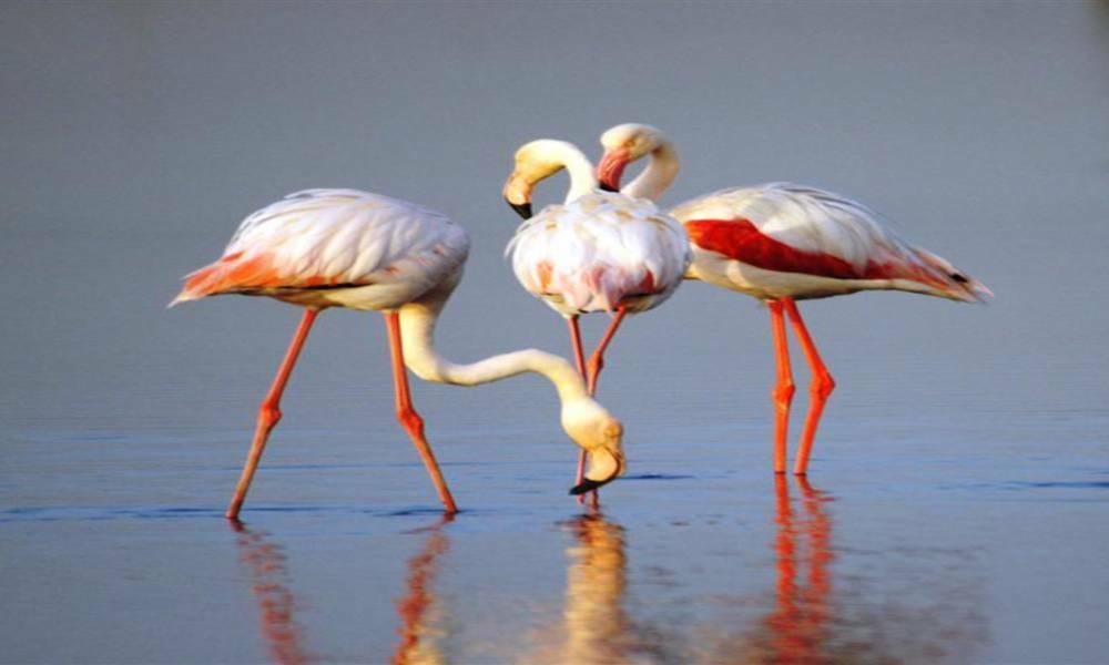 Flamingo and Bird Watching1533