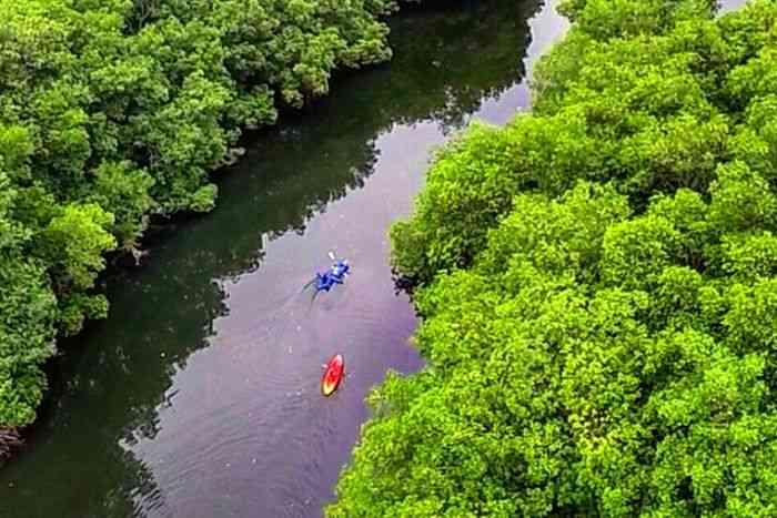 Mangrove Kayaking in Al Zorah Reserve10512
