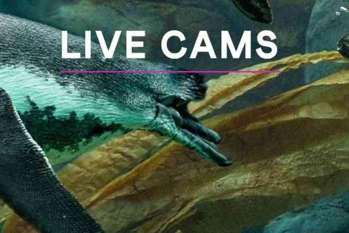 Virtual Tour: San Diego Zoo Live Cams26049