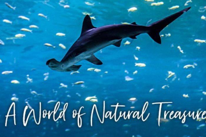 The National Aquarium Abu Dhabi30854