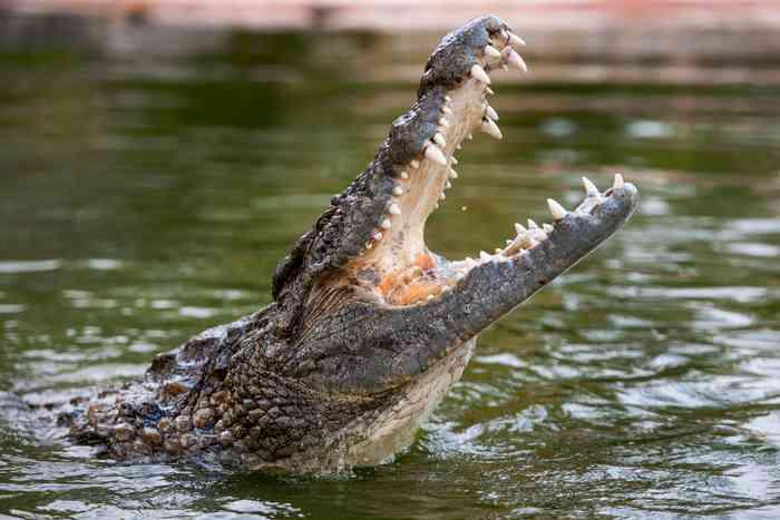 The Dubai Crocodile Park33613