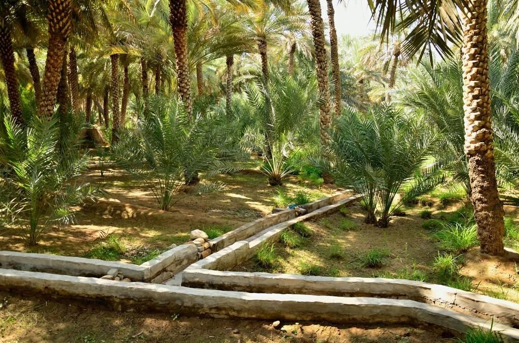 UNESCO Al Ain Oasis 25493