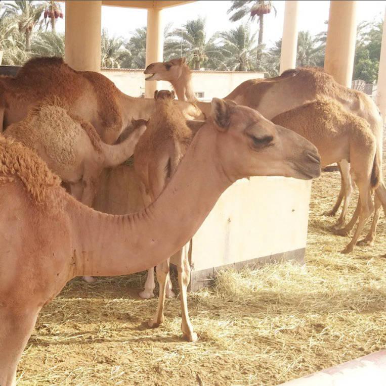 Royal Camel Farm12558