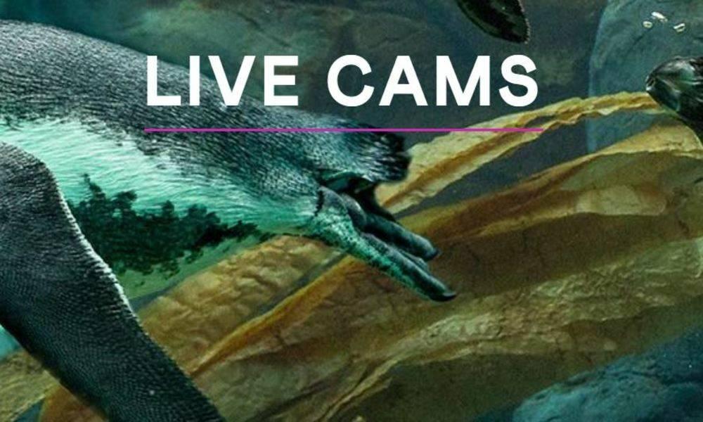 Virtual Tour: San Diego Zoo Live Cams16475