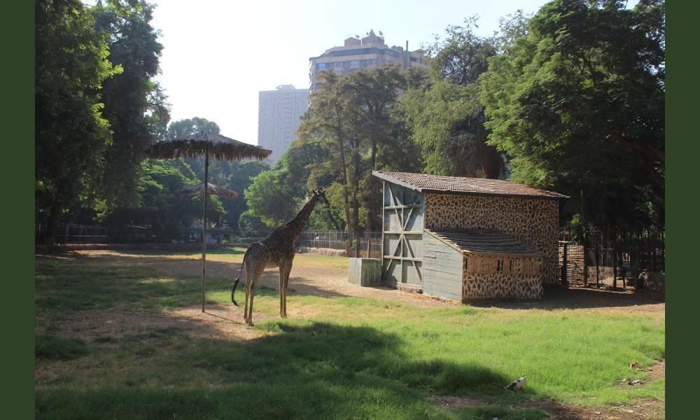 Giza Zoo15426