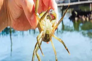Crab Hunting8819