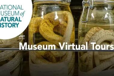جولة افتراضية: متحف التاريخ الطبيعي15000