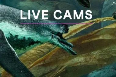 Virtual Tour: San Diego Zoo Live Cams15076