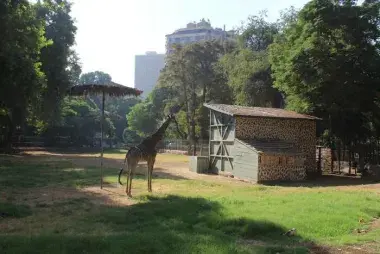 Giza Zoo15426