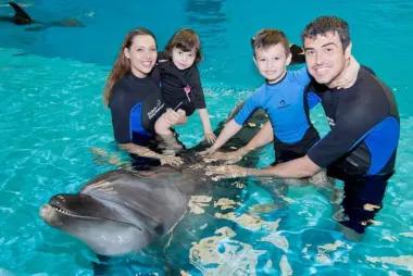 Swimming with Dolphins31327