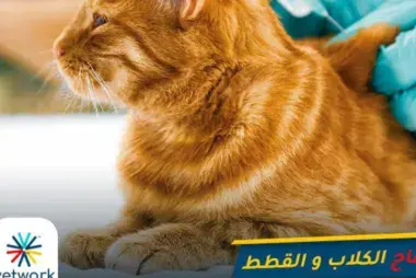 Vetwork Petcare at Home Qassim33183